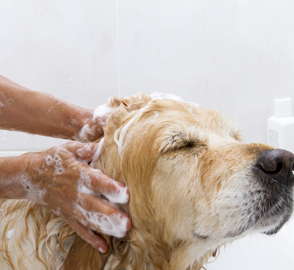 pet grooming dog walking, dog boarding, dog kennel, pet services